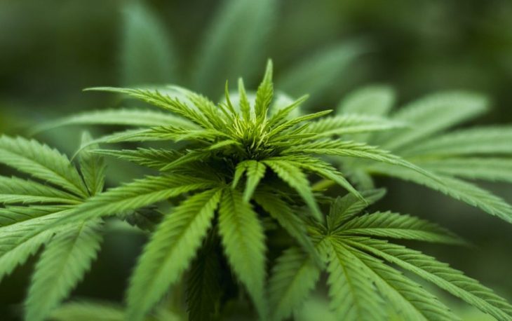 Redefined Rules For Cannabis Use in the Pandemic