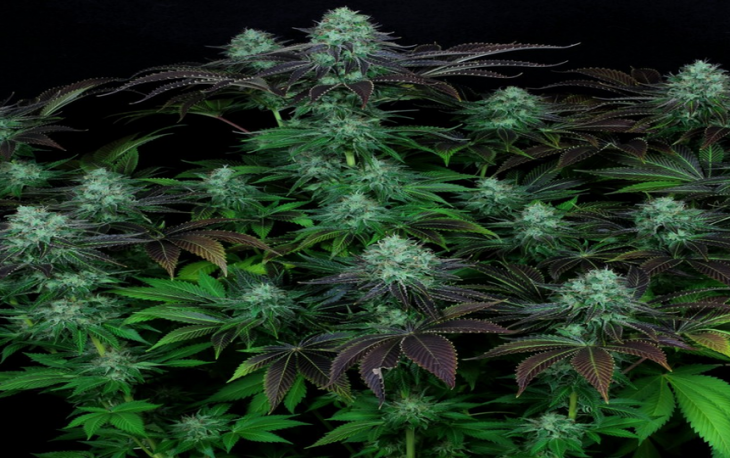 Dark Star: The Strain That Will Eliminate All Your Stress